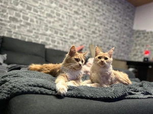 maincoon zu verkaufen 