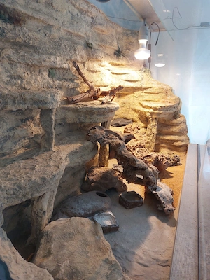 2 Leopardengeckos inklusive Terrarium 