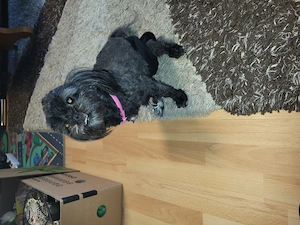 Malteser-Shih-Tzu Mischlinge 