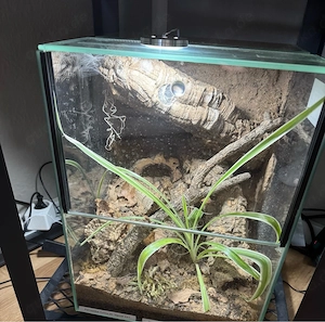 Glasterrarium mit Spinne