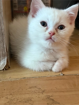 Britische kurze Harre