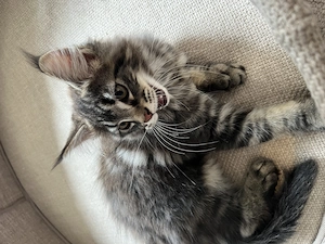 Reinrassige MainCoon Kitten