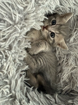 BKH mix Kitten  Bild 2