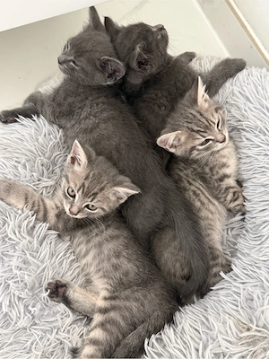 BKH mix Kitten  Bild 3