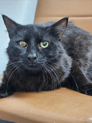 Mitzu Freundliches Flauschi sucht verschmuste Familie