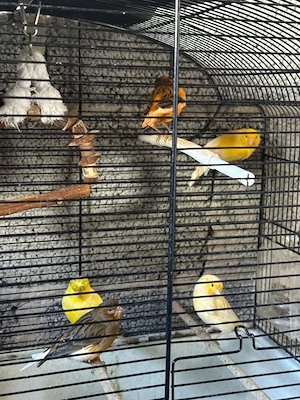 8 kanarienvogel mit kâfig 200 euro