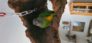 Suche Mohrenkopfpapagei  männlich 