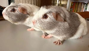 Meerschweinchen Böcke