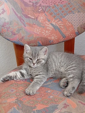  Wunderschöne Britisch Kurzhaar Kätzchen   seltene Zwillinge 