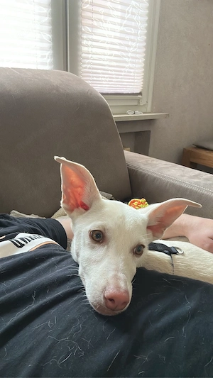    Kimmy   einmal kennengelernt, für immer im Herzen   