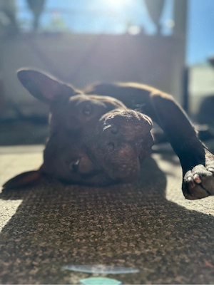 möppi sucht dringend neues zuhause 