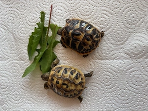Hanni und Nanni, 2 Griechische Landschildkrötenbabys, 8 Monate alt