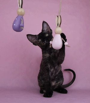 Devon Rex Mädchen