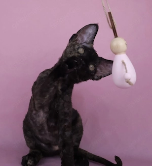 Devon Rex Mädchen verfügbar