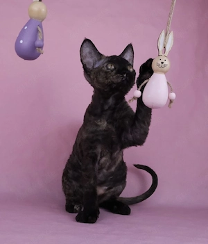 Devon Rex Mädchen verfügbar