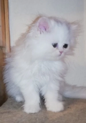 Reinrassige Perserkitten Perserbabys Perserkätzchen Perserkatze.