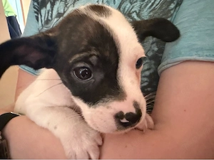 Russel Bullys Bild 3