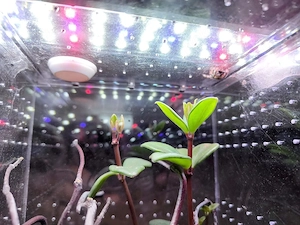 Springspinne plus Terrarium 