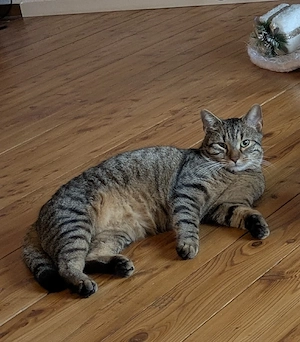 Bengal mix sucht neues Zuhause (mit Zubehör)