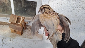 Legewachtel Hähne Celadon Spalter 8 Wochen alt