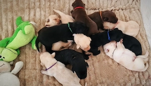 Reinrassige Labradorwelpen 