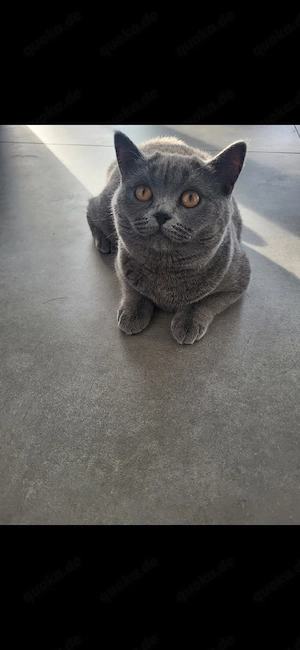 British Shorthair grau kitten Bild 3