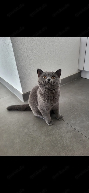 British Shorthair grau kitten Bild 2