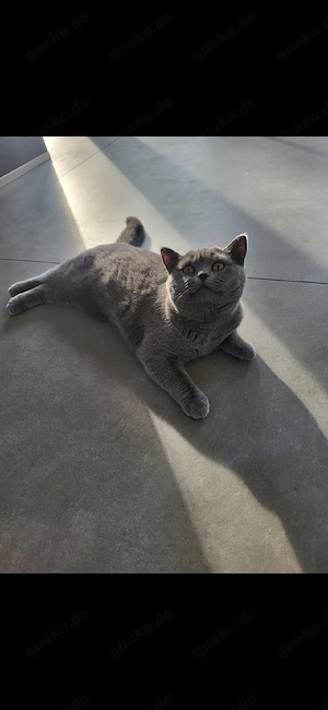 British Shorthair grau kitten Bild 4
