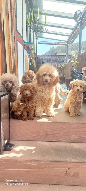 Süße Pudel-Welpen suchen ein liebevolles Zuhause!   