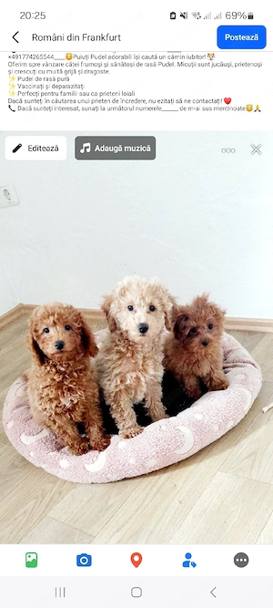 Süße Pudel-Welpen suchen ein liebevolles Zuhause!   