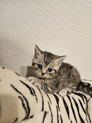 BKH-Whiskaskitten suchen neues Zuhause 