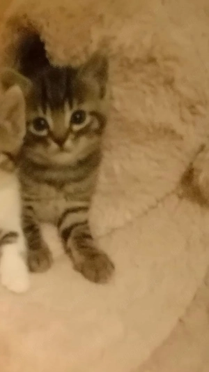  Liebevolles Zuhause für kleinen Kater gesucht  