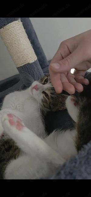 Bengal ekh mix zu verkaufen 