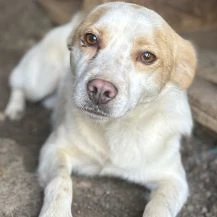 Marshell ca. 43 cm   träumt von mehr