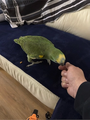 3 Blaustirnamazonen abzugeben alle 1 Jahr alt