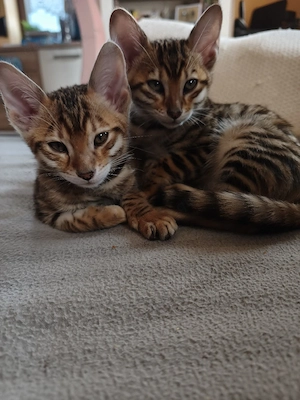 Reinrassige Toyger Kitten 