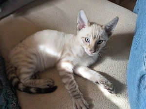 Reinrassige Toyger Kitten (mit Stammbaum) Bild 6