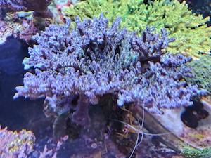 Meerwasser acropora desalwii 