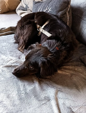 Retriever mix Hündin , 1,5 Jahre