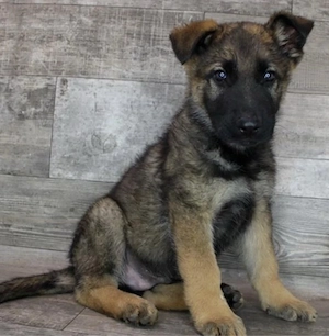 Entzückender Golden Retriever-Welpe - Gesund und verspielt   