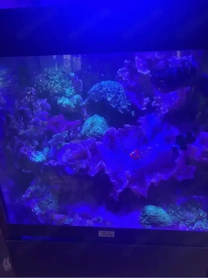 Meerwasser Aquarium komplett