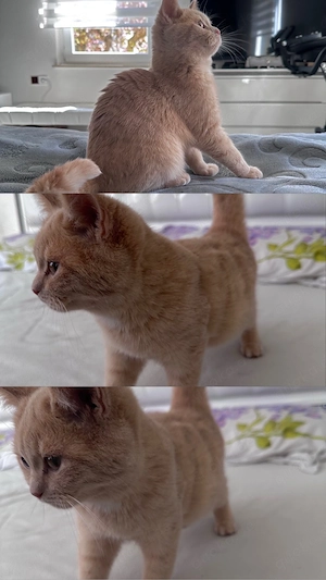 bkh kitten schmußekatze 