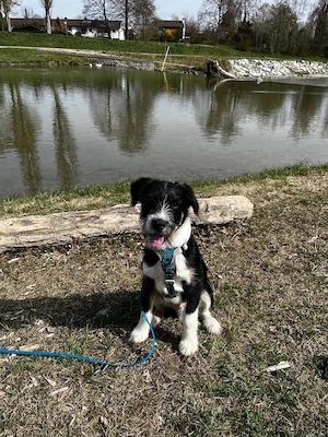 Schlaues Kerlchen Finn - bereits in DE - sucht seine Hundeleute