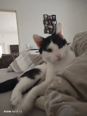 Tommy    sucht ein liebevolles zu Hause 