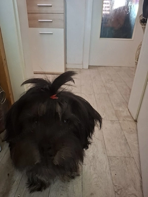 verkaufe shitzu mix hündin 8 monate 