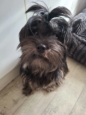 verkaufe shitzu mix hündin 8 monate 