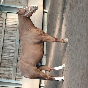 Biete Reitbeteiligung auf Quarterhorse