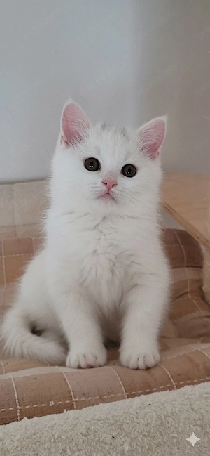 Wunderschönes Flauschebärchen