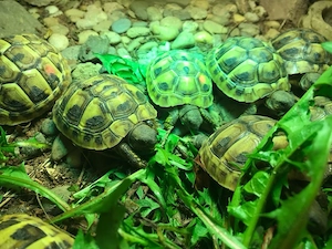 Nachzuchten griechische Landschildkröten von 2025