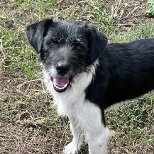 Poppy ca. 50 cm   Die fröhliche Hundedame